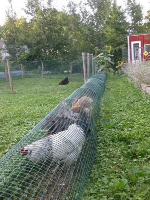 Тоннель для куриц - спасение для тех, кто занимается разведением домашней птицы.