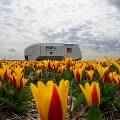 Робот с ИИ стоимостью 185 000  евро ухаживает за тюльпанами в Голландии 