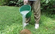 Лайфхак: Дедовский способ, который позволит извести надоедливых муравьев на участке