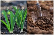 5 культур, которые обязательно нужно сажать дачнику в мае, чтобы урожай «зарулил»