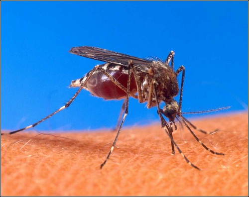 Кусая человека, москит может заразить его малярией.