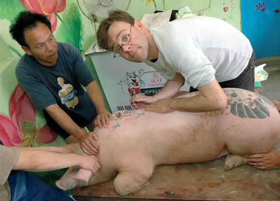 Свинки, татуированные спинки
