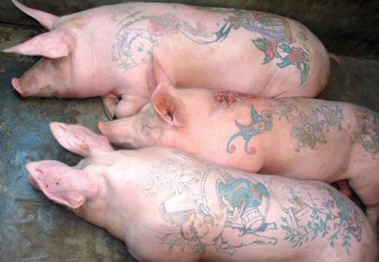 Свинки, татуированные спинки