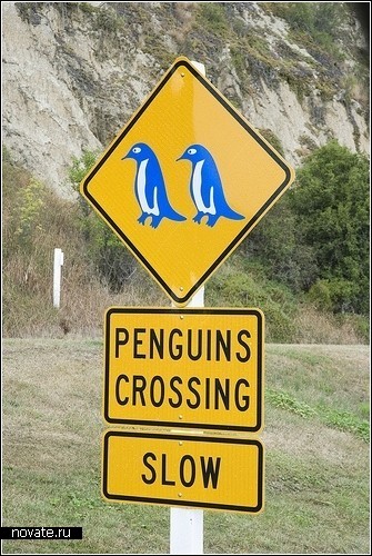 Голубые пингвины ходят медленно. Водитель! Будь внимателен!