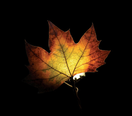 Лампы из осенней листвы
