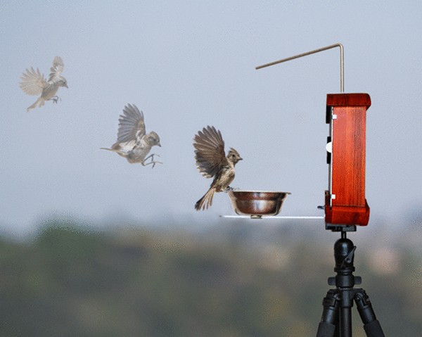 Bird Photo Booth. Фотобудка и кормушка для птиц от Брайсона Лаветта (Bryson Lovett)