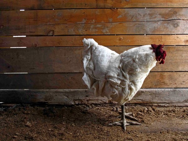 Chicken Footstool, скамеечка для ног из курятника