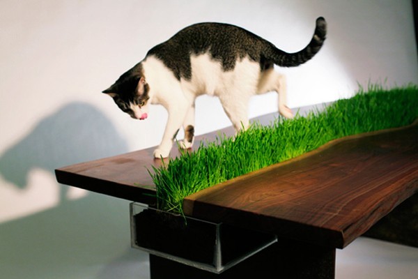 Письменный стол с кошачьей травкой