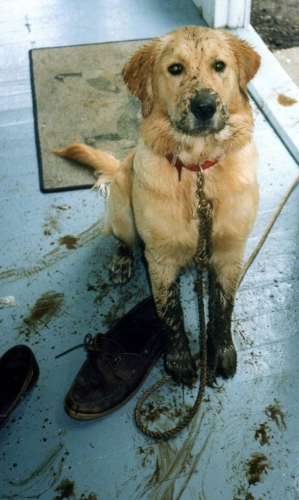 Собака приносит в квартиру грязь с улицы. / Фото: pinterest.ru