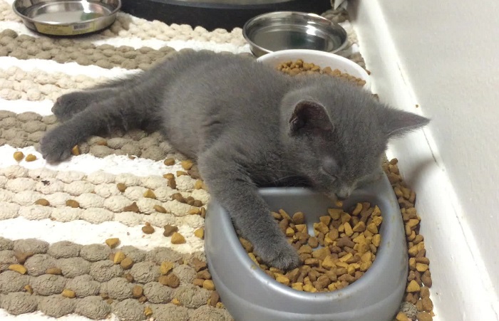 Коты часто раскидывают корм. / Фото: legkovmeste.ru