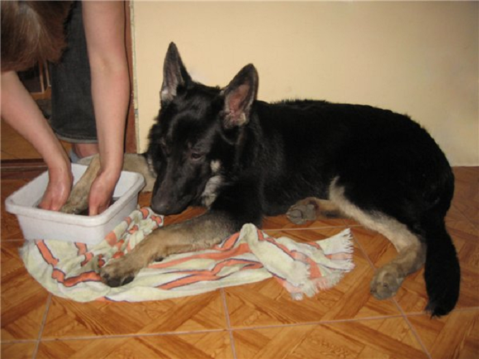 Вытирайте животным лапы на входе в квартиру. / Фото: Zen.yandex.ru