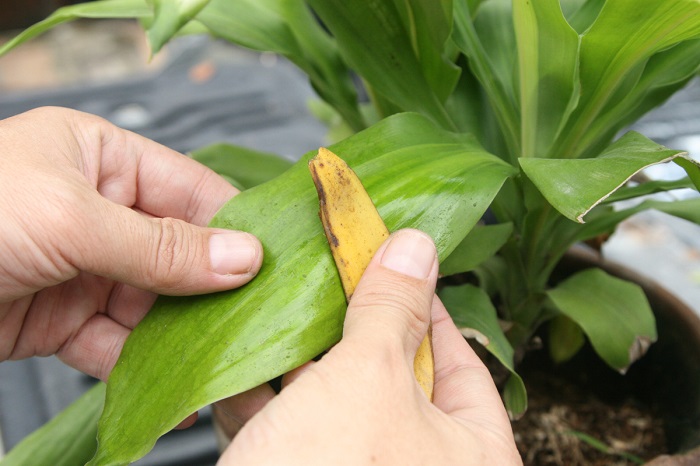 Банановой кожурой можно натереть крупные листья комнатных растений. / Фото: maja-dacha.ru