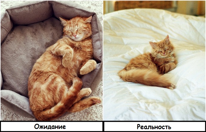 Лежанке кот предпочитает хозяйскую кровать