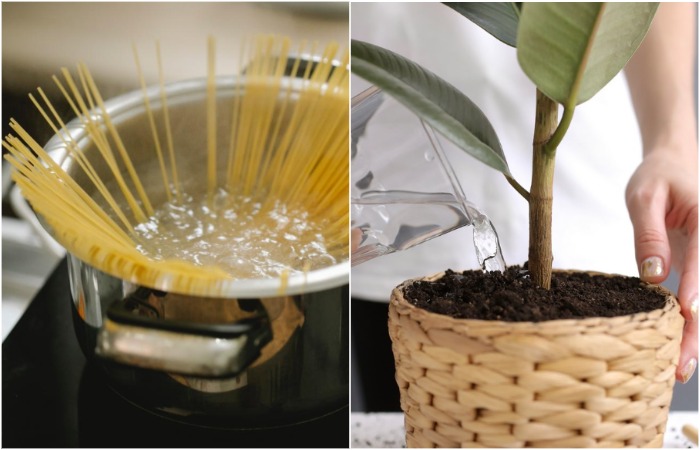 Поливайте комнатные растения водой из-под макарон