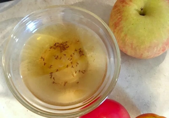 Мошки слетаются на яблочный уксус