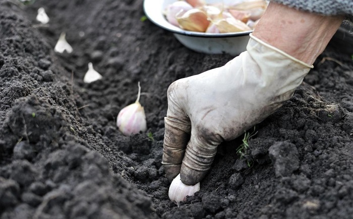 Чеснок можно выращивать и в холодное время года. / Фото: proreiling.ru