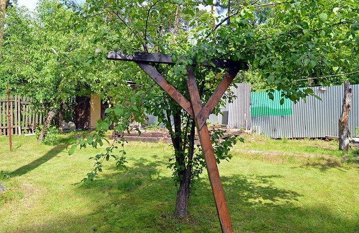 Важно, чтобы ветки деревьев не оказались на земле. / Фото: ogorod.ru