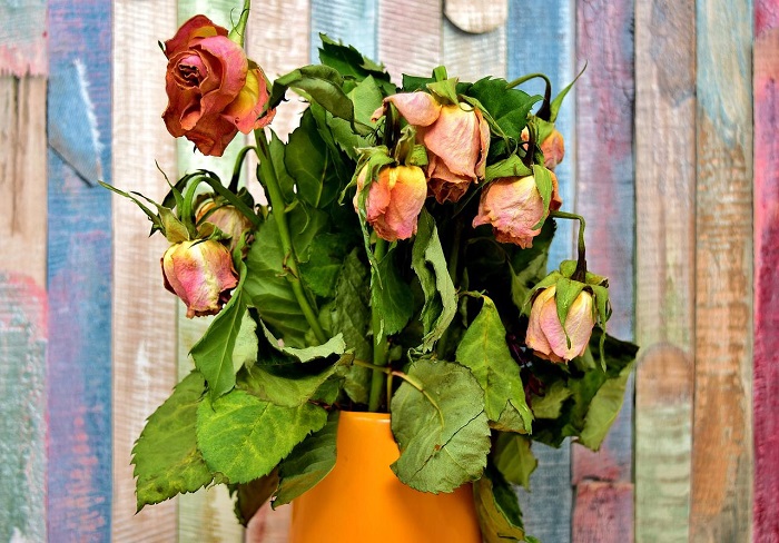 Увядшие цветы нужно вовремя выбрасывать. / Фото: pixabay.com