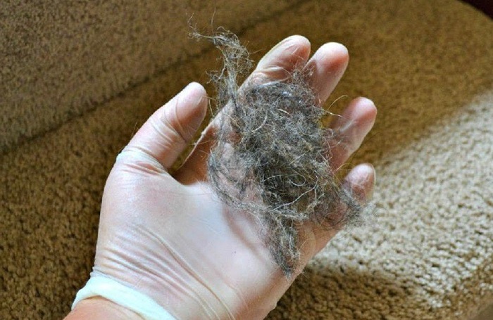 Мокрая резиновая перчатка отлично убирает шерсть с мебели. / Фото: podruzke.ru