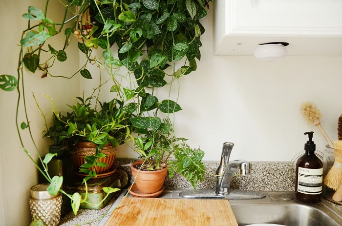 Комнатные растения смотрятся уместно даже на кухне. / Фото: mykaleidoscope.ru