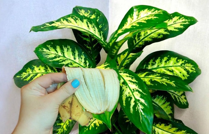 Натрите листья растений банановой кожурой. / Изображение: дзен-канал technotion