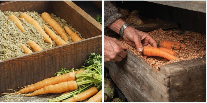 Морковь можно хранить в песке или опилках. / Фото: adfarm.ru