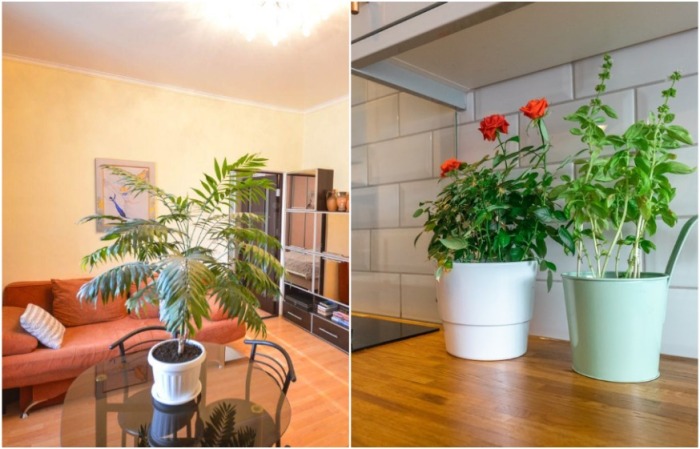Живые растения делают квартиру уютнее