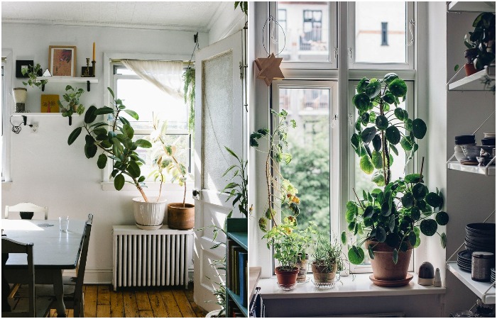 Комнатных растений может быть много или мало