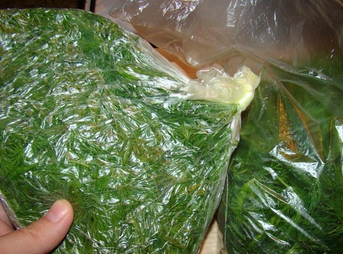 В полиэтиленовом пакете можно хранить как измельченную зелень, так и пучками. / Фото: vosadu-li-vogorode.ru