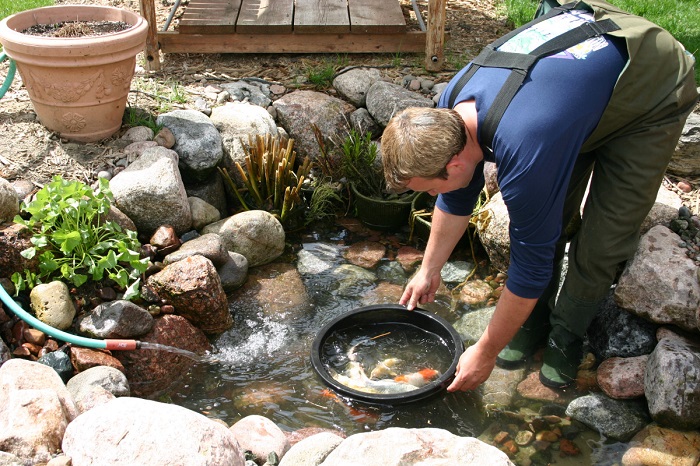 Чистите и обновляйте воду в пруду. / Фото: botanichka.ru