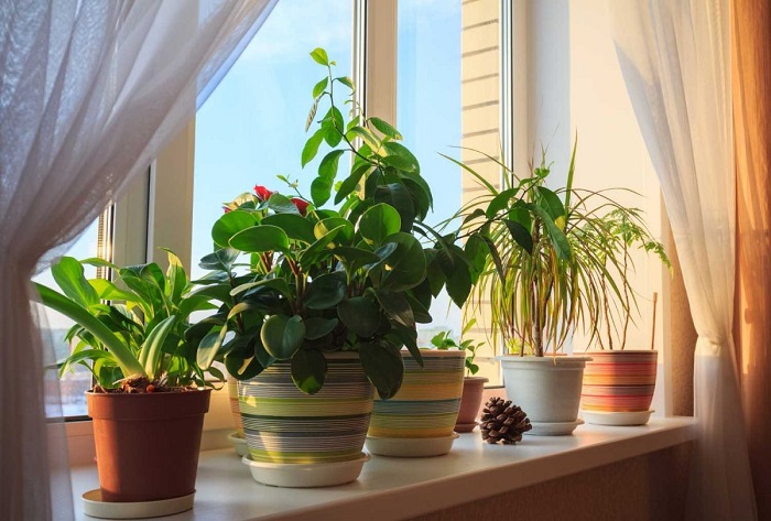 Растения должны стоять на подоконнике с солнечной стороны. / Фото: pro-dachnikov.com