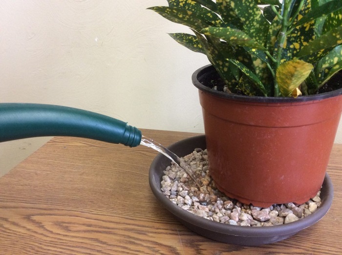 Один из способов повысить влажность для комнатного растения. / Фото: miodimore.ru
