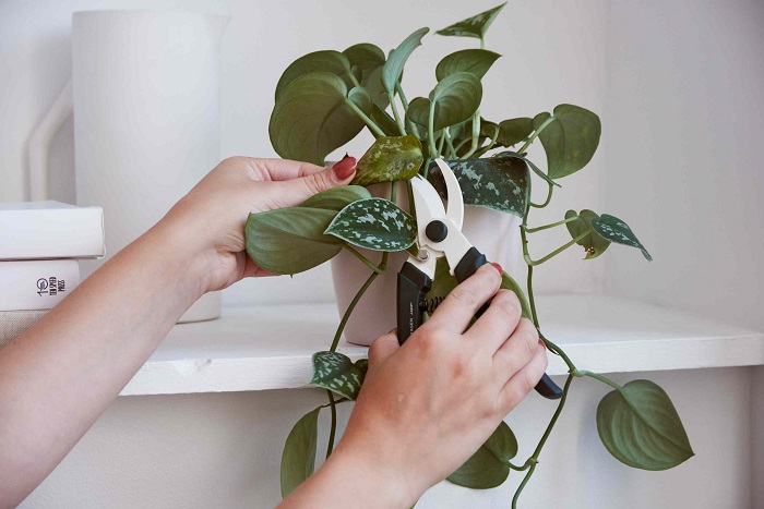 Для обрезки комнатных растений используйте секатор . / Фото: flowwill.ru