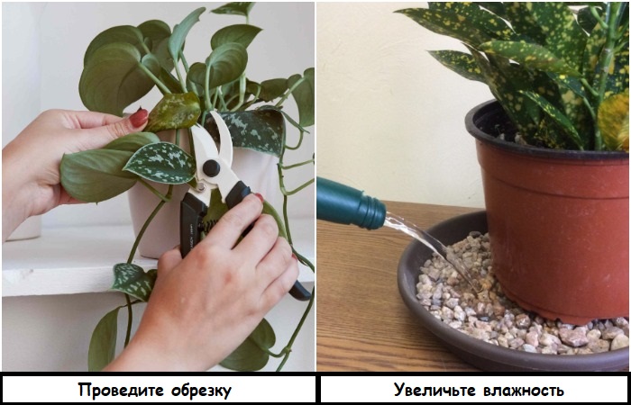 Почему увядают комнатные растения