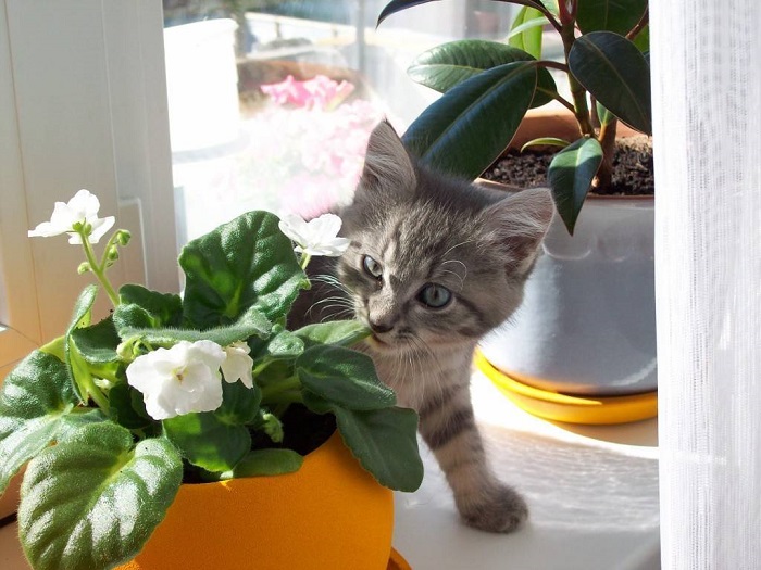 Фиалки абсолютно безопасны для котов. / Фото: foto-cats.ru