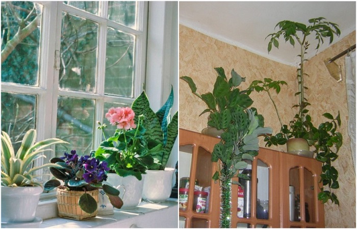 Кошки против растений: 7 советов, как защитить комнатные цветы от домашних  питомцев