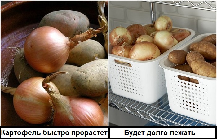 Картошку нужно хранить отдельно от лука, чтобы она не прорастала