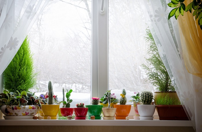 Растениям должно хватать естественного света. / Фото: 1svoimi-rukami.ru