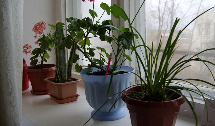 Комнатные растения на подоконнике Комнатные растения на подоконнике