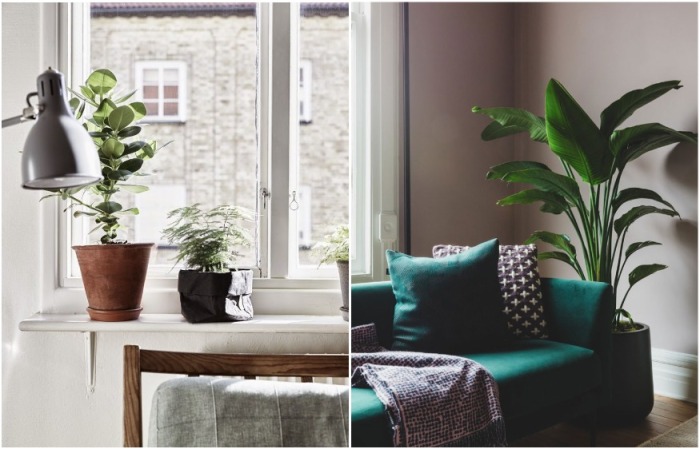 Живые растения можно поставить на подоконник или возле дивана