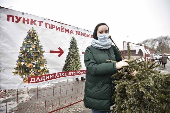 Во многих городах есть пункты приема живых елок. / Фото: nagatinsky-zaton.mos.ru