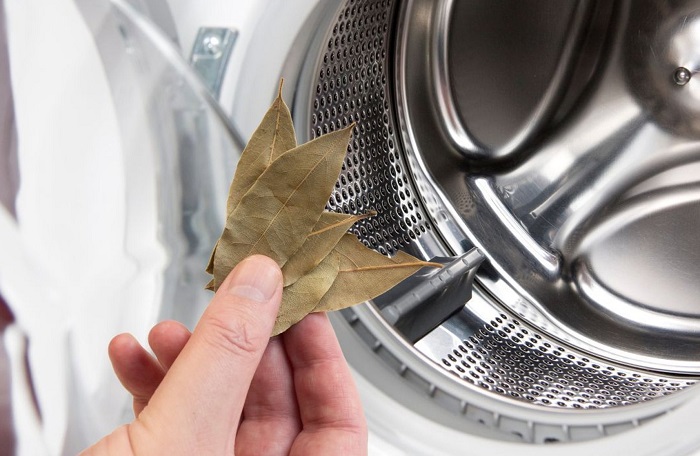 Положите лавровый лист в барабан или отсек для кондиционера. / Фото: msn.com Положите лавровый лист в барабан или отсек для кондиционера. / Фото: msn.com