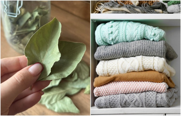 Положите лавровый лист рядом с одеждой Положите лавровый лист рядом с одеждой