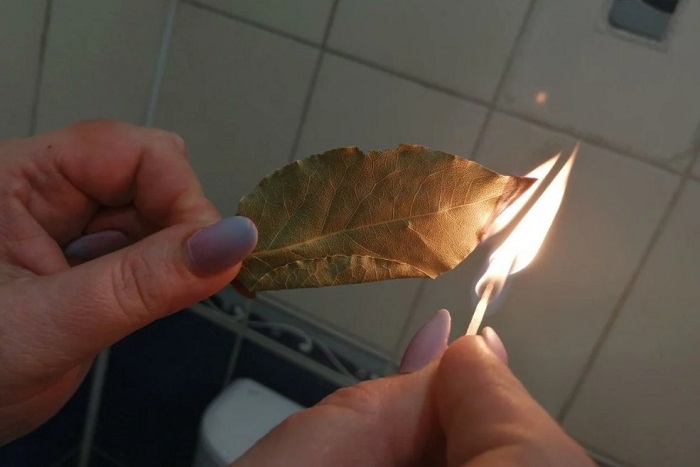 Подожгите лавровый лист и пройдитесь по квартире. / Фото: fb.ru Подожгите лавровый лист и пройдитесь по квартире. / Фото: fb.ru