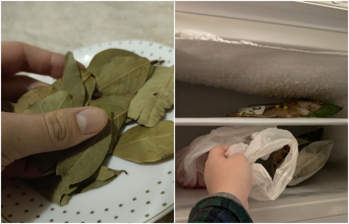 Положите лавровый лист в пакет и уберите в морозилку Положите лавровый лист в пакет и уберите в морозилку