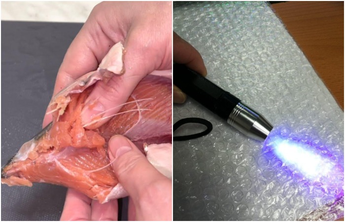 Посветите на филе рыбы фонариком Посветите на филе рыбы фонариком