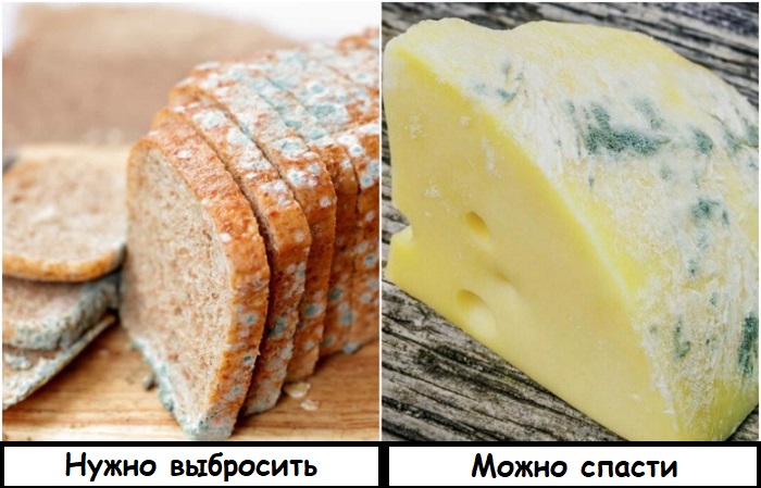 Хлеб с плесенью есть нельзя, а с сыра можно ее срезать