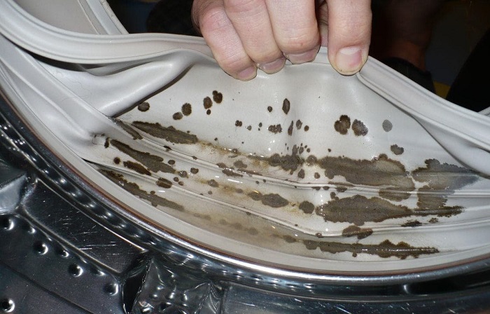 Если не мыть стиральную машину, появится плесень