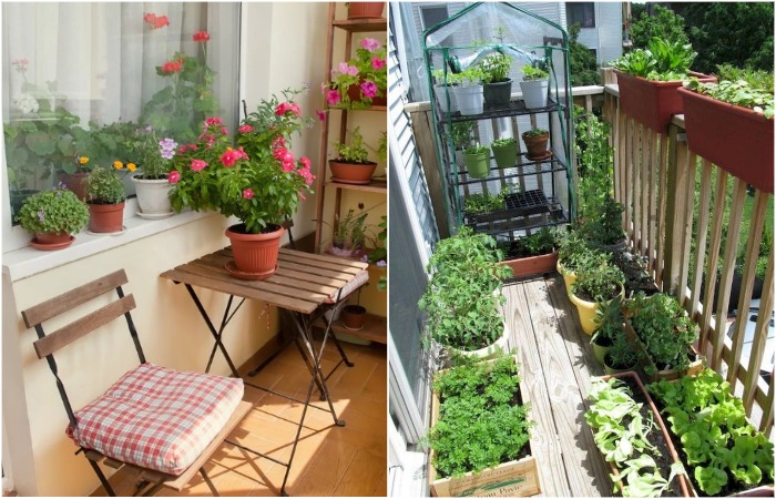 На балконе может быть сад, а может быть и огород