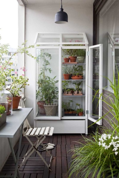 Одни растения можно хранить на подоконнике, другие – в витринном шкафу. / Фото: domosedy.com
